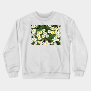 chamomile flowers Crewneck Sweatshirt
